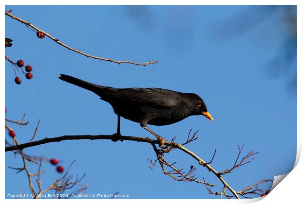 Male Blackbird Foraging for Berries Print by Allan Bell