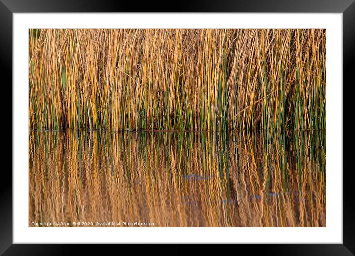 Reeds Reflected in Lake Framed Mounted Print by Allan Bell