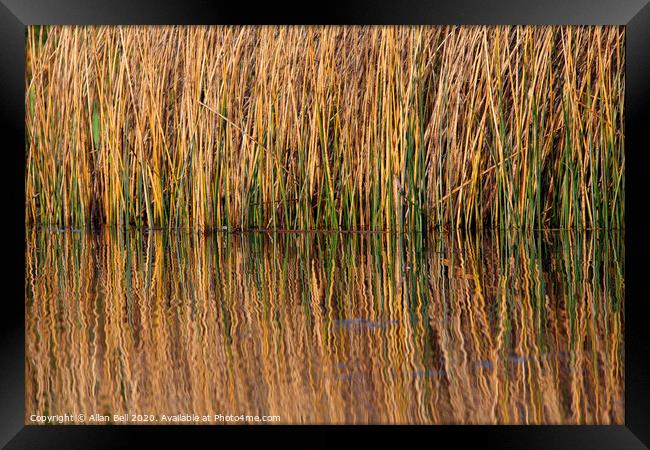 Reeds Reflected in Lake Framed Print by Allan Bell