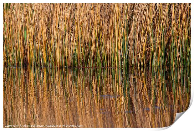 Reeds Reflected in Lake Print by Allan Bell
