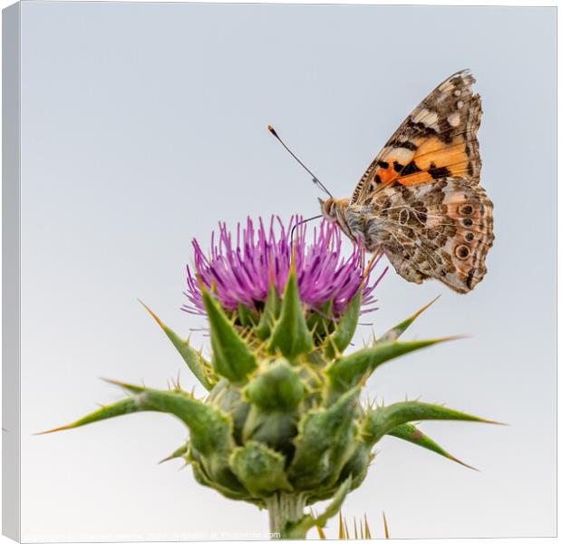 Painted Lady butterfly on thistle Canvas Print by Stephen Rennie