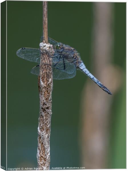 Black Tailed Skimmer Canvas Print by Adrian Rowley