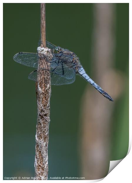 Black Tailed Skimmer Print by Adrian Rowley