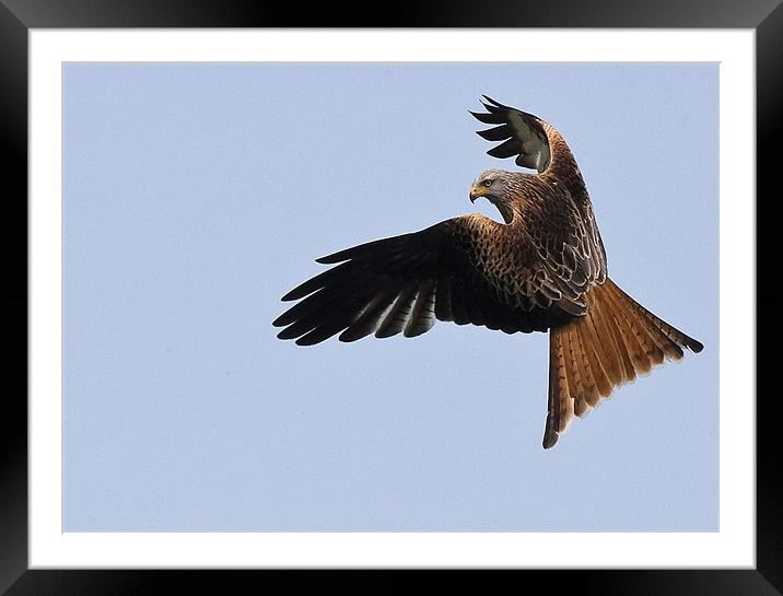 Red Kite in flight Framed Mounted Print by Raymond Gilbert