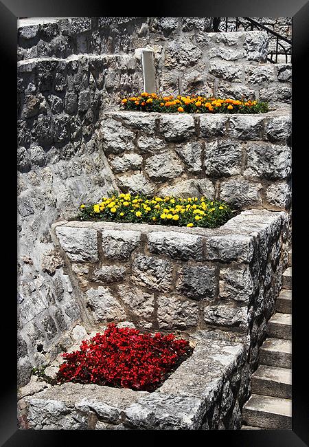 Terraced Flower Beds in Old Town, Dubrovnik Framed Print by Chris Turner