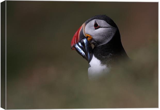 Skomer Puffin with lunch Canvas Print by Raymond Gilbert