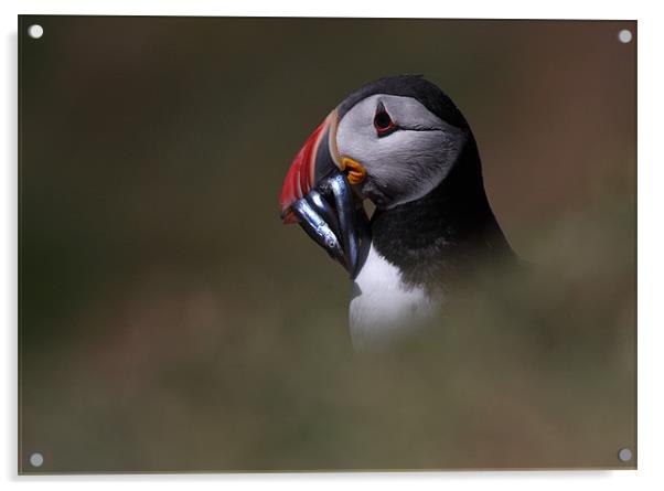 Skomer Puffin with lunch Acrylic by Raymond Gilbert