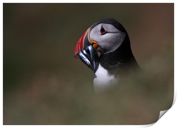 Skomer Puffin with lunch Print by Raymond Gilbert