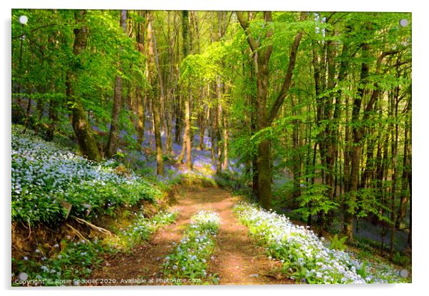 Bluebell Woods in Cornwall Acrylic by Rosie Spooner