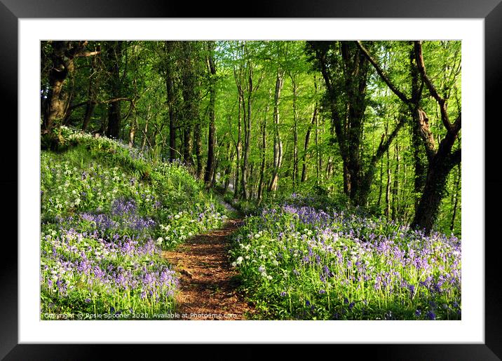 Path into the bluebell woods near Looe in Cornwall  Framed Mounted Print by Rosie Spooner