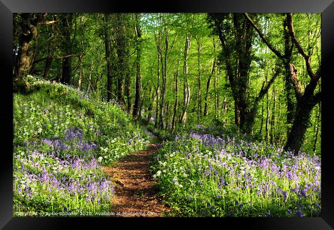 Path into the bluebell woods near Looe in Cornwall  Framed Print by Rosie Spooner