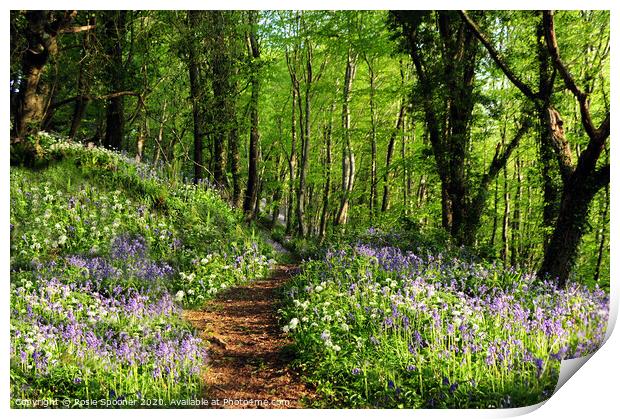 Path into the bluebell woods near Looe in Cornwall  Print by Rosie Spooner