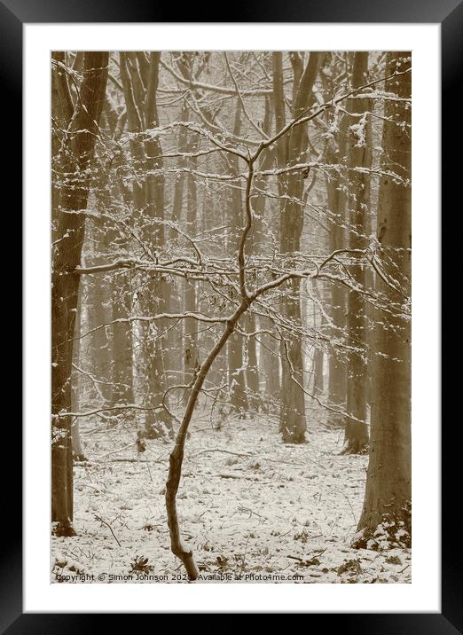 Beech tree in snow  Framed Mounted Print by Simon Johnson