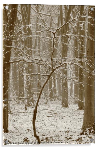 Beech tree in snow  Acrylic by Simon Johnson