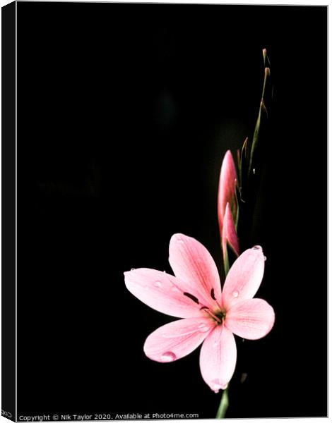 Pink Kaffir Lily Canvas Print by Nik Taylor