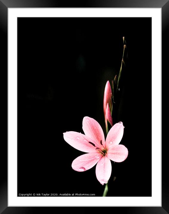 Pink Kaffir Lily Framed Mounted Print by Nik Taylor