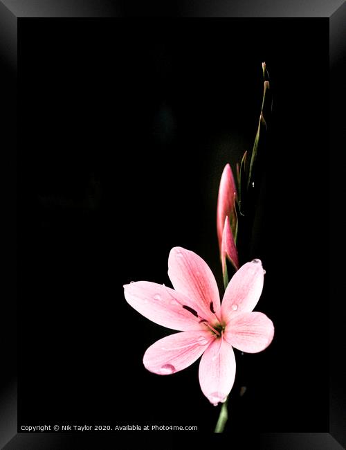 Pink Kaffir Lily Framed Print by Nik Taylor