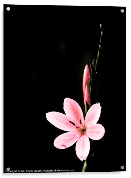 Pink Kaffir Lily Acrylic by Nik Taylor