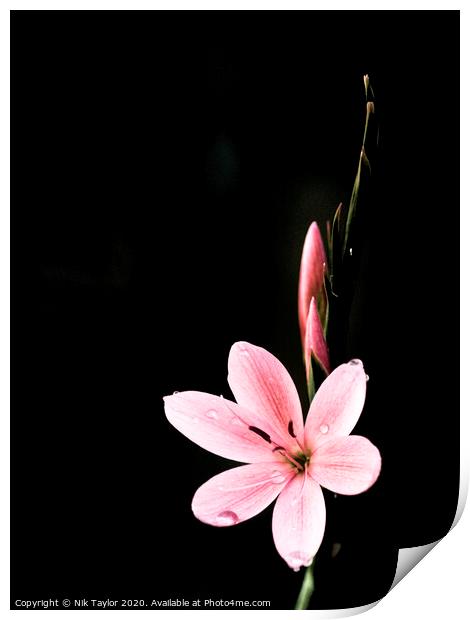 Pink Kaffir Lily Print by Nik Taylor