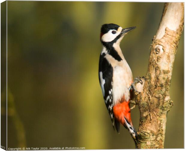 Greater Spotted Woodpecker Canvas Print by Nik Taylor