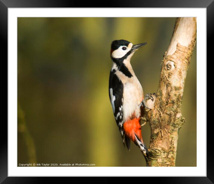 Greater Spotted Woodpecker Framed Mounted Print by Nik Taylor