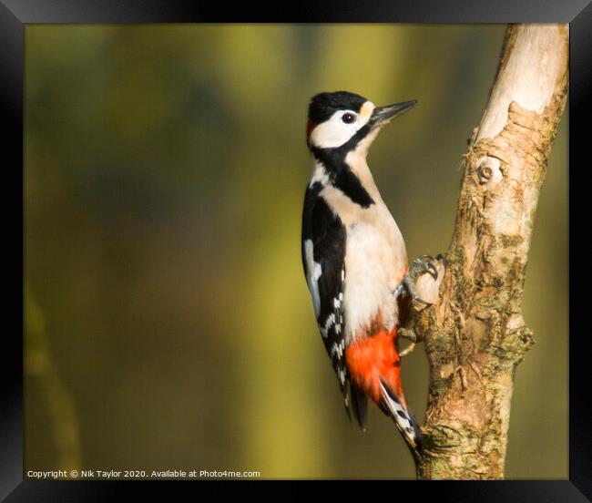 Greater Spotted Woodpecker Framed Print by Nik Taylor