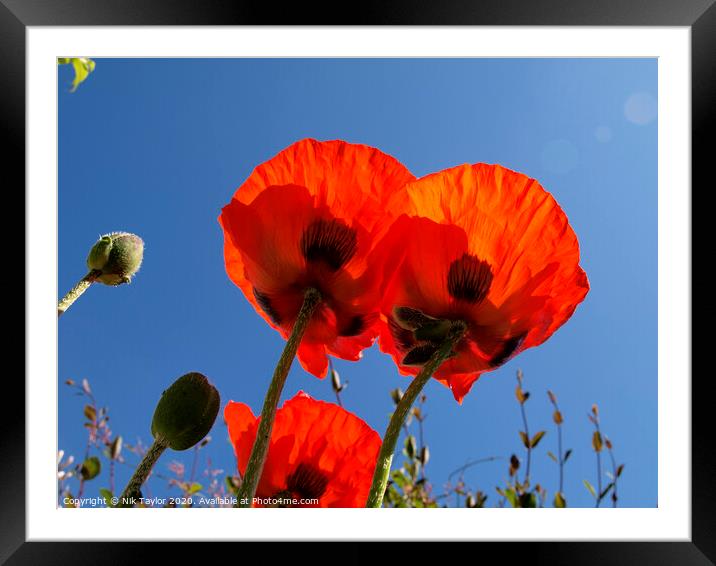 Poppies Framed Mounted Print by Nik Taylor