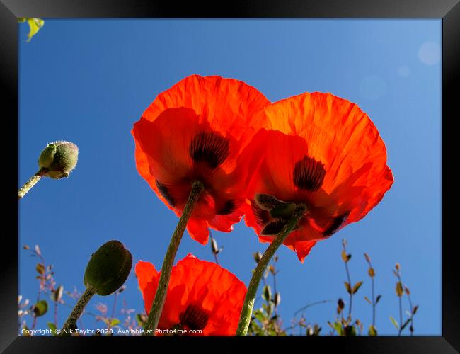 Poppies Framed Print by Nik Taylor