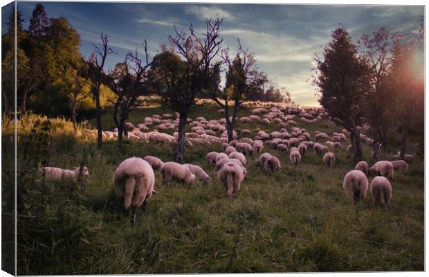 Bielsko Biala, South Poland: Traditional sheep grazing in the open field of Polish Beskid mountain park in the open Silesia Pieniny mountain meadow against dramatic sunset Canvas Print by Arpan Bhatia