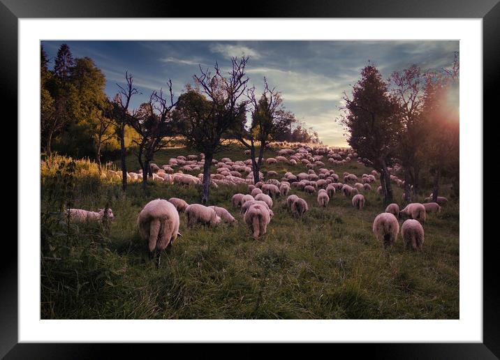 Bielsko Biala, South Poland: Traditional sheep grazing in the open field of Polish Beskid mountain park in the open Silesia Pieniny mountain meadow against dramatic sunset Framed Mounted Print by Arpan Bhatia