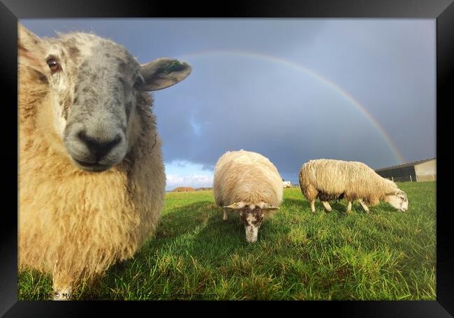 Violet the lamb onlooking under rainbow Framed Print by Myles Campbell