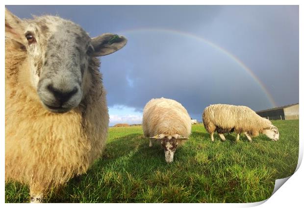 Violet the lamb onlooking under rainbow Print by Myles Campbell
