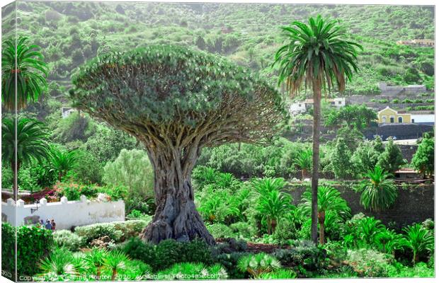 Majestic Drago Tree of Tenerife Canvas Print by Deanne Flouton