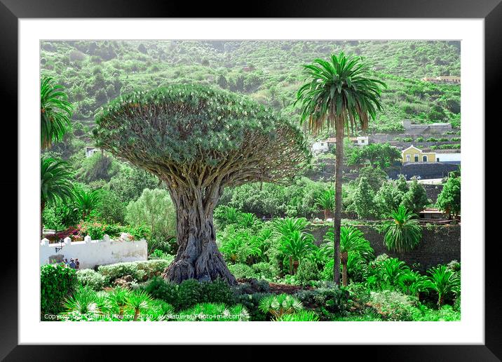 Majestic Drago Tree of Tenerife Framed Mounted Print by Deanne Flouton