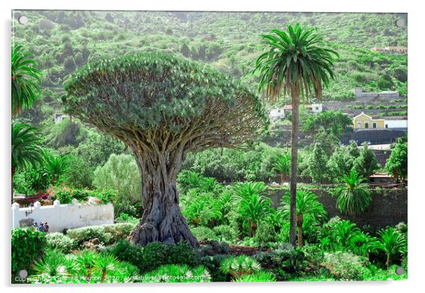 Majestic Drago Tree of Tenerife Acrylic by Deanne Flouton