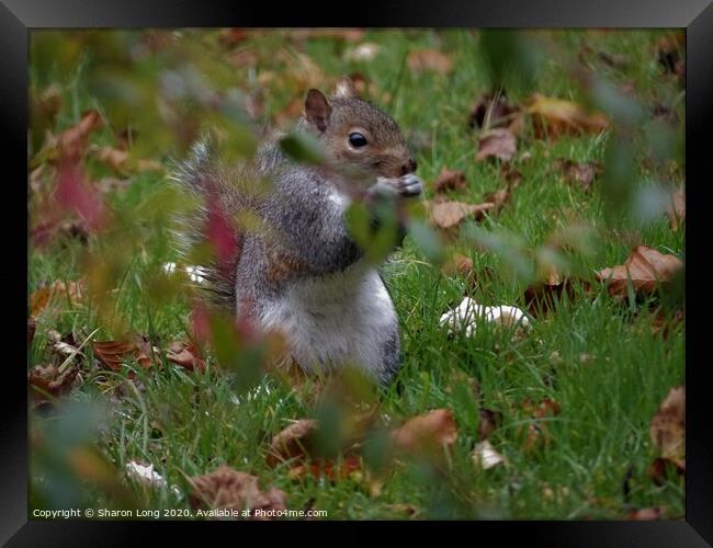 A Squirrel Foraging on an Autumn Lawn Framed Print by Photography by Sharon Long 
