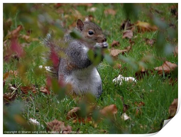 A Squirrel Foraging on an Autumn Lawn Print by Photography by Sharon Long 