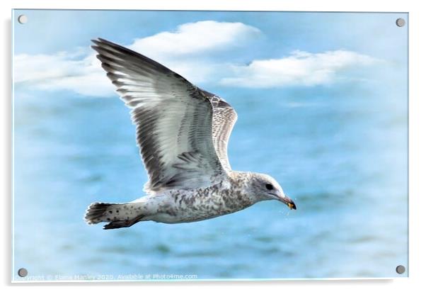 Gull in Flight Acrylic by Elaine Manley