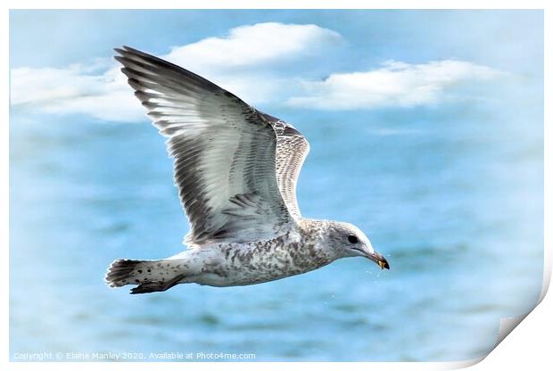 Gull in Flight Print by Elaine Manley