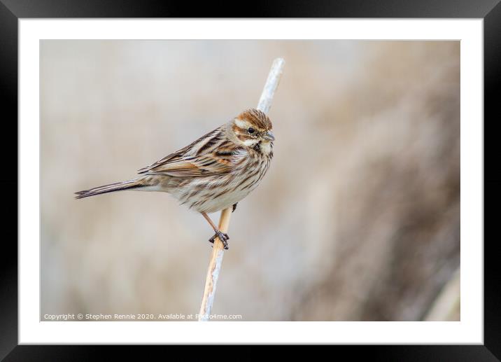 Reed Bunting Framed Mounted Print by Stephen Rennie