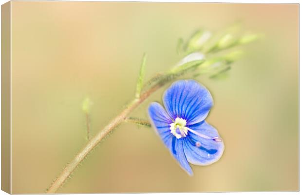 Germander Speedwell (Veronica chamaedrys)  Canvas Print by Hugh McKean