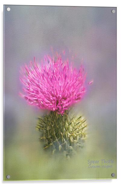 Spear Thistle (Cirsium vulgare)  Acrylic by Hugh McKean