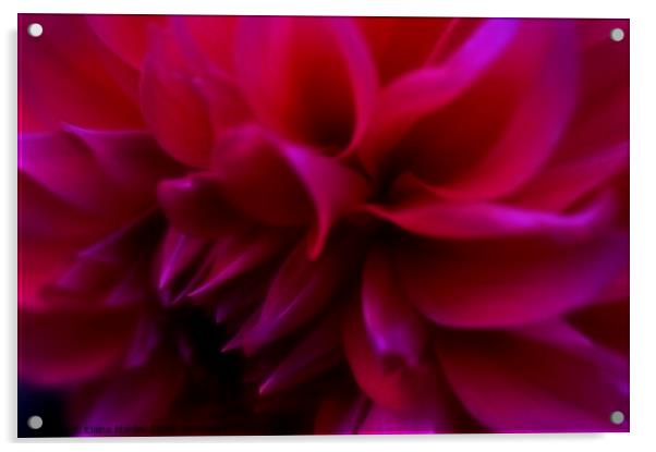 Flower Petals  Acrylic by Elaine Manley