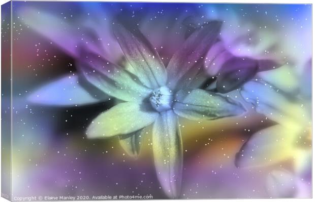  Winter Star Flower Canvas Print by Elaine Manley