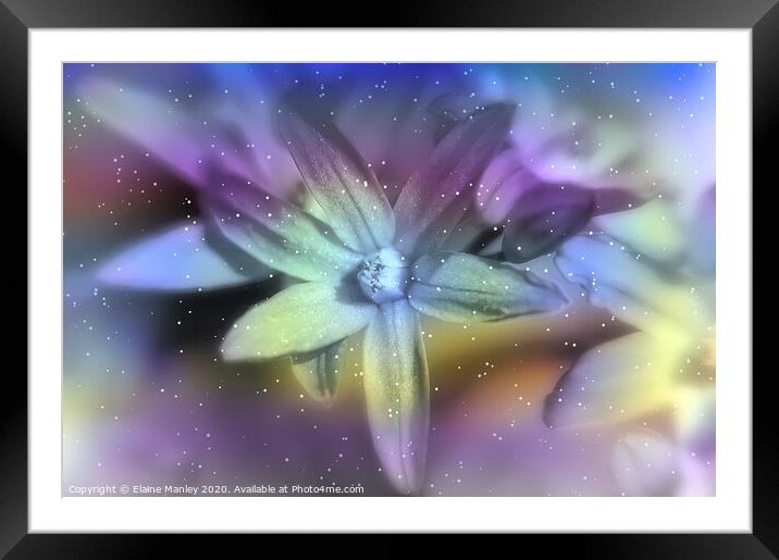  Winter Star Flower Framed Mounted Print by Elaine Manley