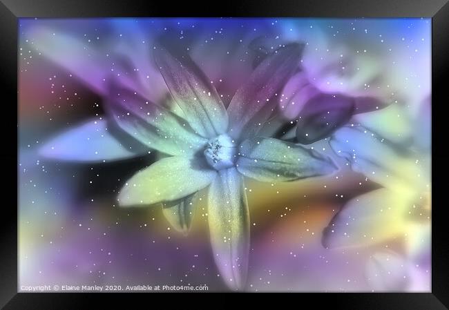  Winter Star Flower Framed Print by Elaine Manley