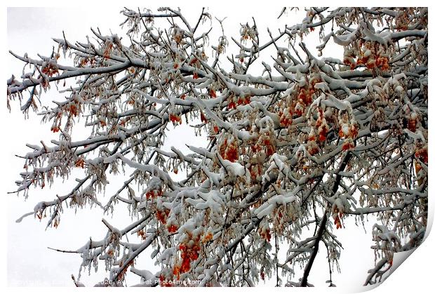 Snow Topped Tree with Berries Print by Elaine Manley
