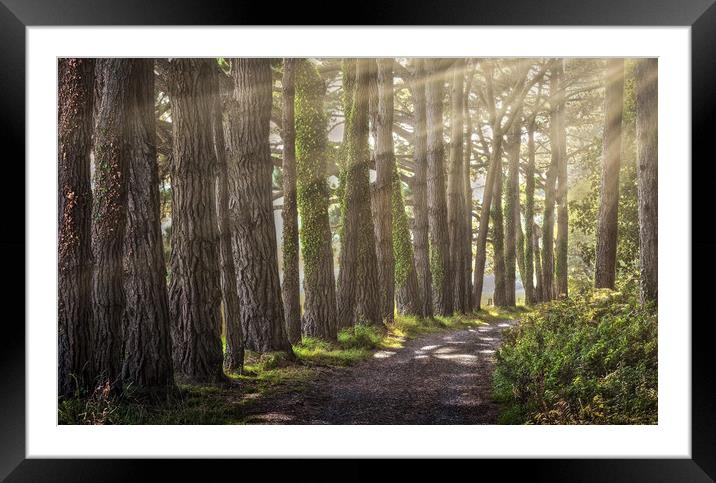 Tree lined path at Whiteford Framed Mounted Print by Leighton Collins