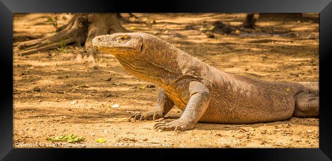 A Komodo Dragon ready to attack in the afternoon sun. Framed Print by SnapT Photography