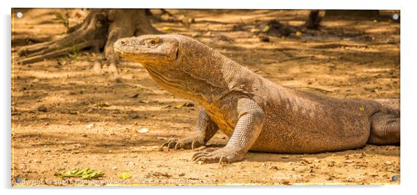A Komodo Dragon ready to attack in the afternoon sun. Acrylic by SnapT Photography